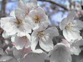 �v�����w�Z '98��