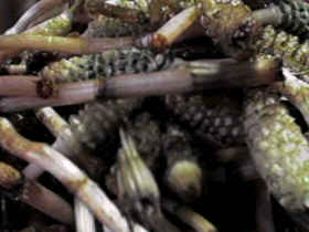 �ӂ邳�Ƃ��A�t�̕ւ�