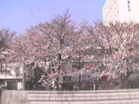 �ܐ�@�V�e�B�[�z�e���O