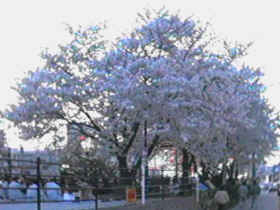 �ܐ���y��E��E�P