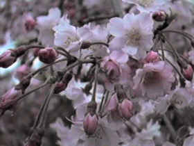 �v�����w�Z '98 �������