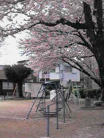 �Ќ������̌���