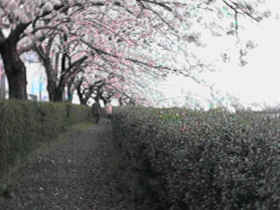 �ܐ�@�����V���b�s���O�O